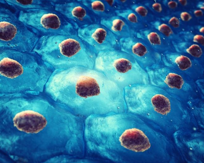 3S-HMGB1, la proteina che accelera la rigenerazione dei tessuti