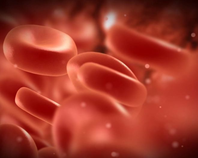 Metabolismo del ferro: una ricerca del San Raffaele scopre un nuovo meccanismo di regolazione
