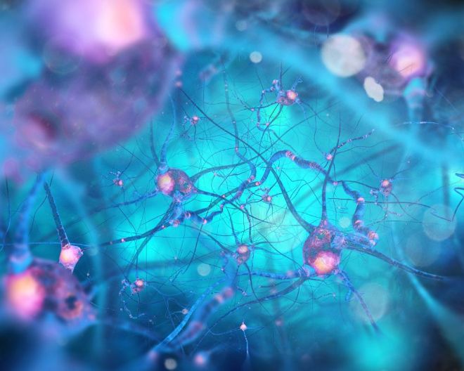 San Raffaele: individuata la cellula del cervello che regola le decisioni