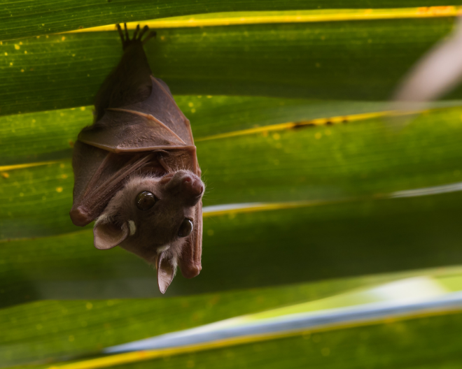Dal pipistrello all’uomo: il